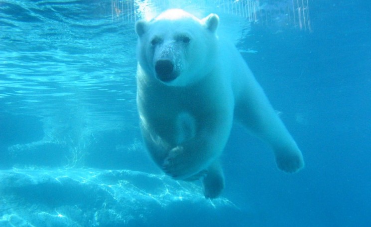 Polar Bear swimming